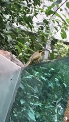 Lichenostomus melanops