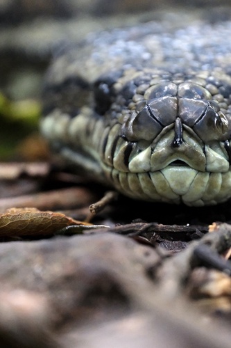 Coastal Carpet Python sighting