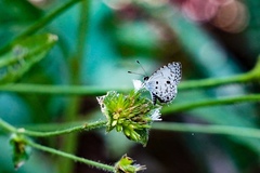 Megisba malaya sikkima