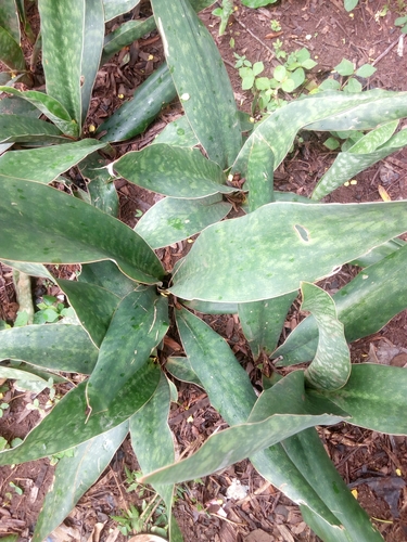 Sansevieria image