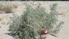 Cornulaca aucheri