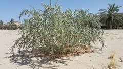 Cornulaca aucheri