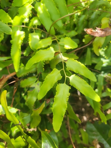 Lygodium reticulatum (Lygodium reticulatum)