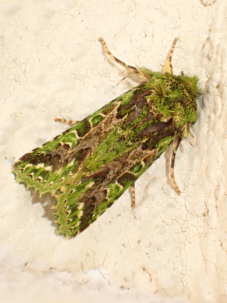 Diphtherocome nepalichlora