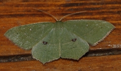 Traminda ocellata