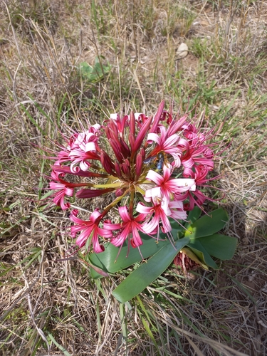 Ground lily