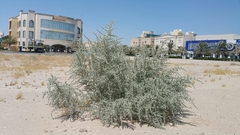 Cornulaca aucheri