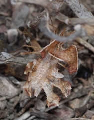 Pephricus