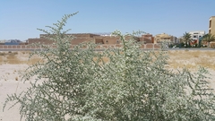 Cornulaca aucheri