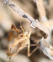 Pephricus