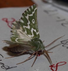 Drepanogynis bifasciata