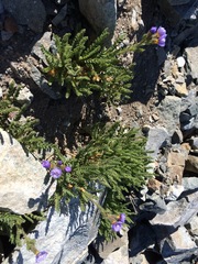 Polemonium elegans