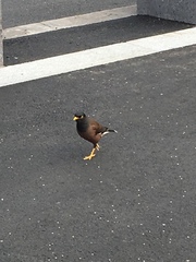 Acridotheres tristis