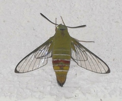 Cephonodes picus