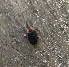 Lucidota atra