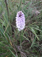 Dactylorhiza maculata