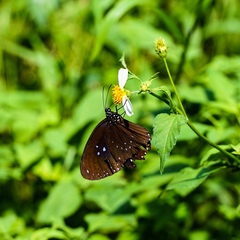 Euploea sylvester swinhoei