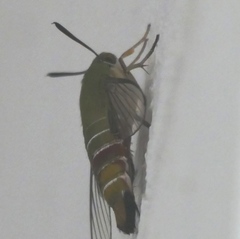 Cephonodes picus