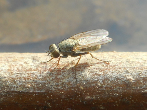 Lispe pygmaea, 2022-06-18