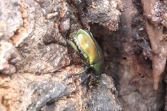 Pseudotorynorrhina japonica