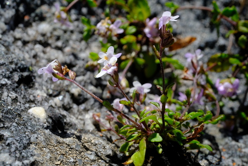 Rock Capewort (Phyllopodium caespitosum)