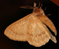 Phyllalia thunbergii