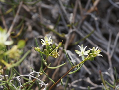 Lepidium leptopetalum