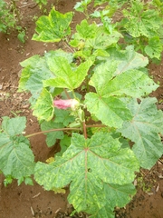 Abelmoschus esculentus