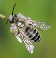 Dasypoda