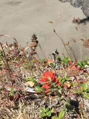 Castilleja litoralis