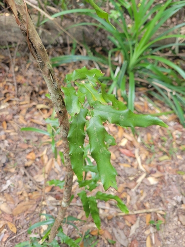 Lygodium reticulatum (Lygodium reticulatum)