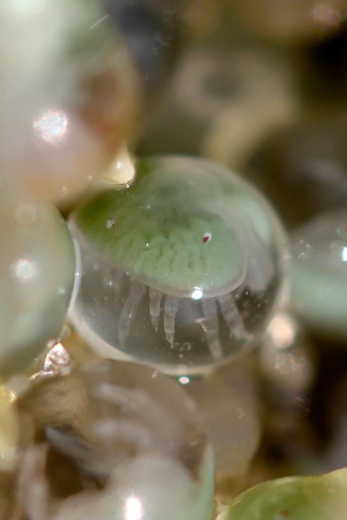 Horseshoe Crabs