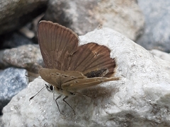 Polyommatus ripartii