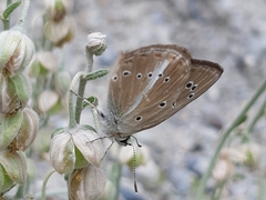 Polyommatus ripartii