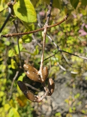 Hymenodictyon