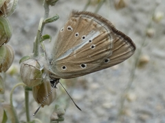 Polyommatus ripartii