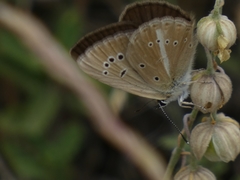 Polyommatus ripartii