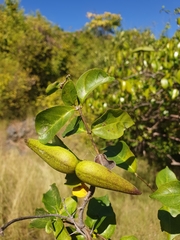 Apocynaceae