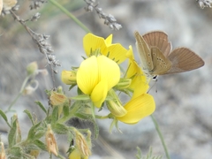 Polyommatus ripartii