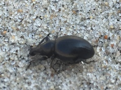 Otiorhynchus atroapterus