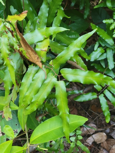 Lygodium reticulatum (Lygodium reticulatum)