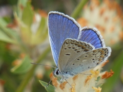 Polyommatus escheri