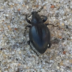 Otiorhynchus atroapterus