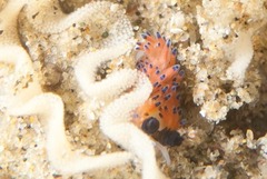 ツルガチゴミノウミウシ