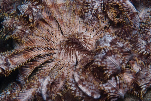 Indian feather star