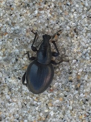 Otiorhynchus atroapterus