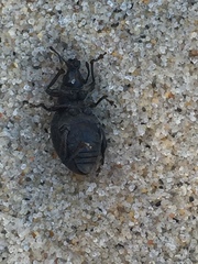 Otiorhynchus atroapterus