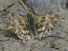 Muschampia lavatherae