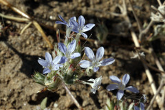 Eriastrum wilcoxii
