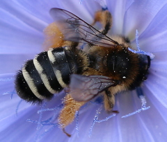 Dasypoda